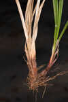 Fourangle flatsedge